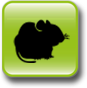 vole