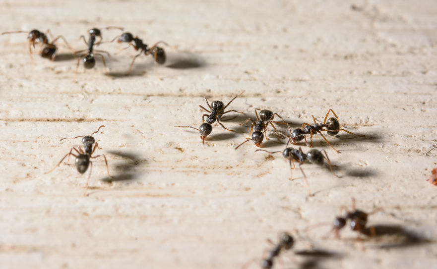 black ants