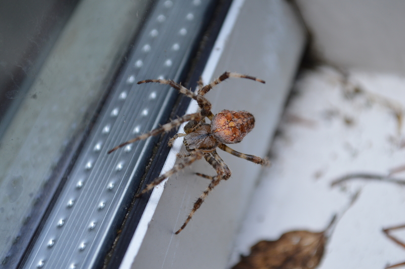 spider