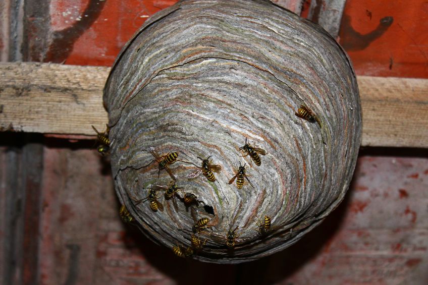 117377852 - wasp's nest