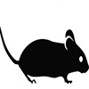 rat
