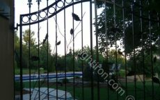 Wrought_Iron_Gate_101_jpg