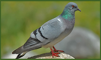 birds