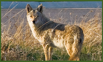 coyotes