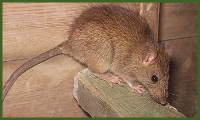 rats