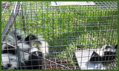skunks
