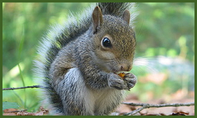 squirrels