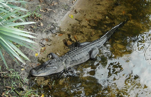 alligator in south carolina