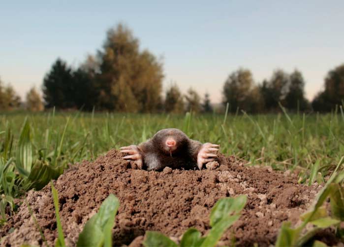 Mole Control Services
