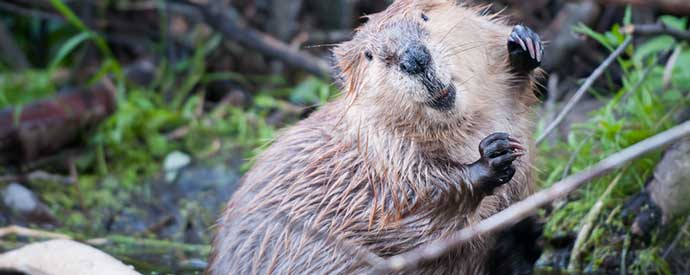 Beaver Removal South Carolina & North Carolina
