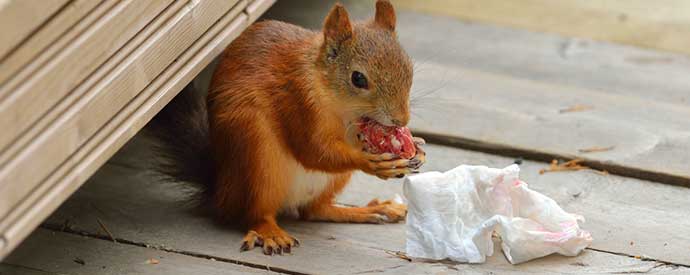 Squirrel Removal in South and North Carolina