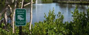 Keeping Safe From Alligators