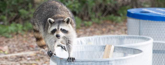 racoon in trash