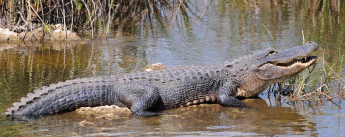 American Alligator