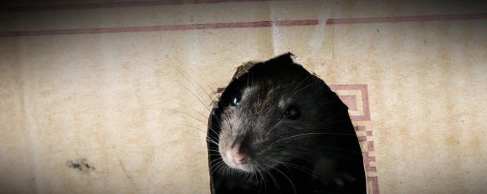 signs that you have a rat in the house