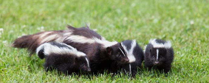 Eliminating Skunk Odor