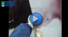 How to Fix Dye Bleed in Persian Rugs - Tips and How to Videos