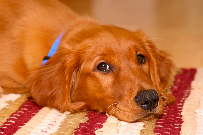 How To Remove Pet Stains From Carpets
