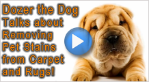 Removing Pet Stains From Carpets in Ottawa