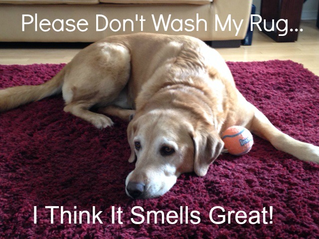 Removing Pet Urine From Carpets Ottawa