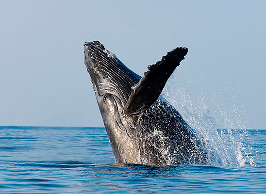 whale-watching-makena