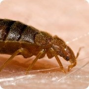bed-bug-180x180