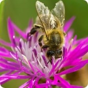 bees-180x180 (1)