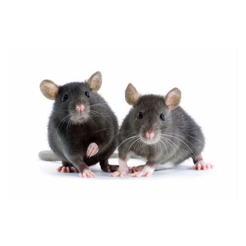 two little decorative rats on white background