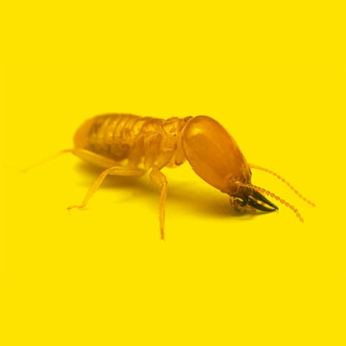 termite-500x500