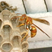 wasps-180x180